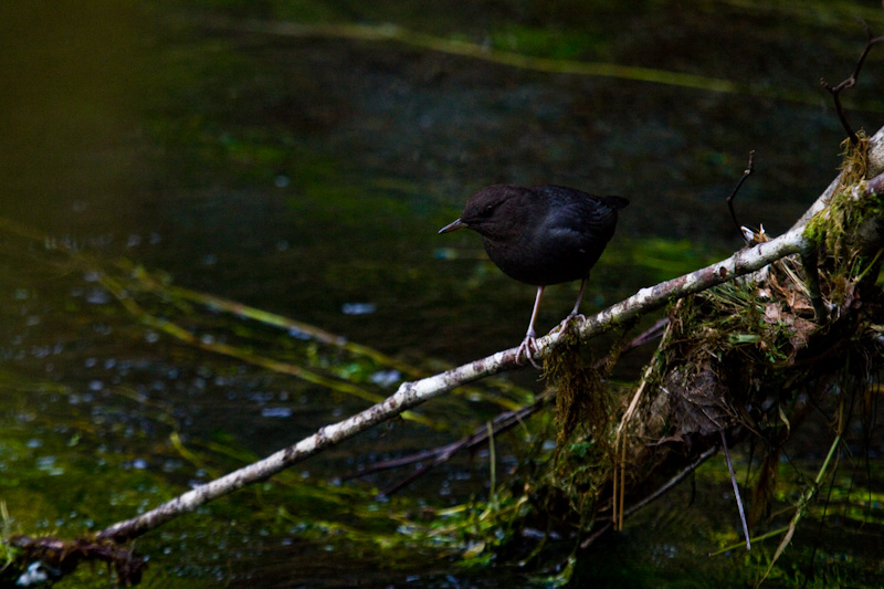 American Dipper